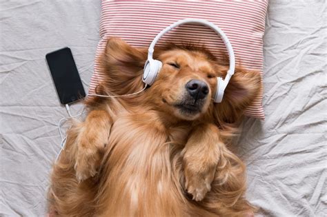 Can Dogs Hear Music? A Delve into the Paws and Melodies